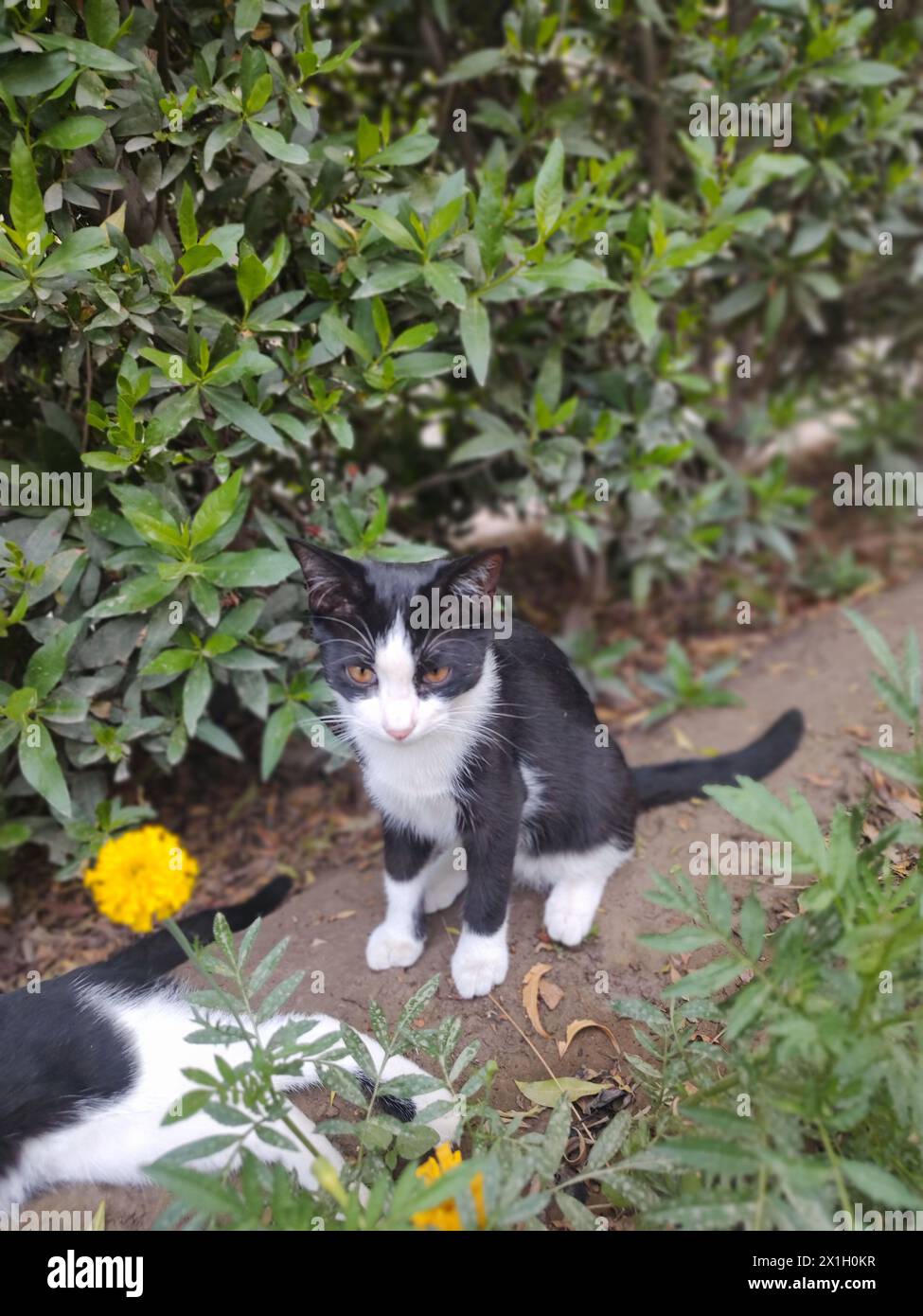 Porträt einer Katze mit Augen, Katze auf dem Gras, süße Kätzchen Fotografie, Wildleben Fotografie Stockfoto