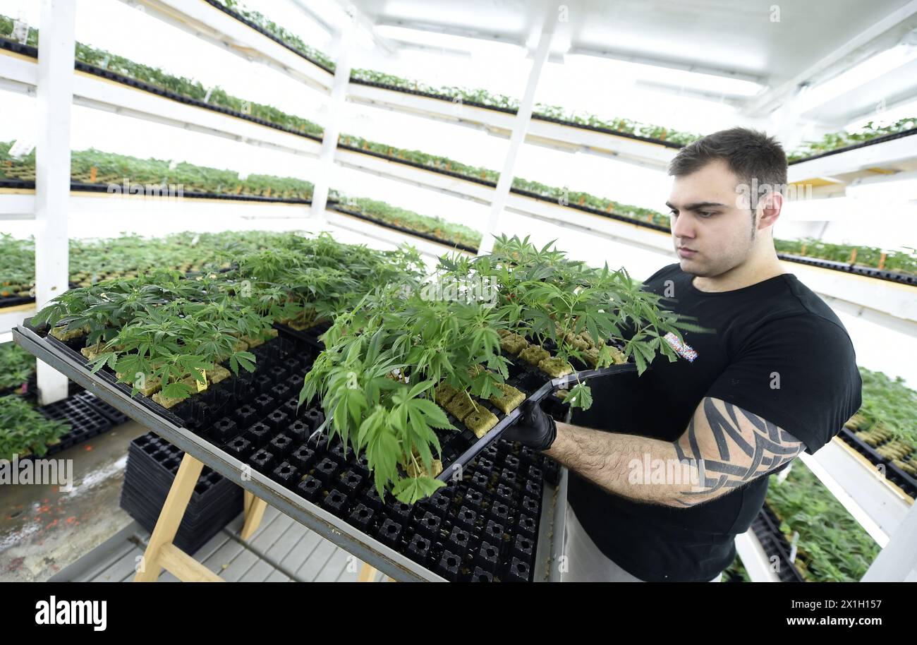 Brunn am Gebirge – legaler Cannabisanbau „Blumenfeld“ am 2. April 2015.am 9. Juli 2008 genehmigte der österreichische Landtag den Cannabisanbau für wissenschaftliche und medizinische Zwecke. Der Cannabisanbau wird von der Österreichischen Agentur für Gesundheit und Ernährungssicherheit (AGES) kontrolliert. ABBILDUNG: Arbeiter im Blumenfeld - 20150402 PD7643 - Rechteinfo: Rights Managed (RM) Stockfoto