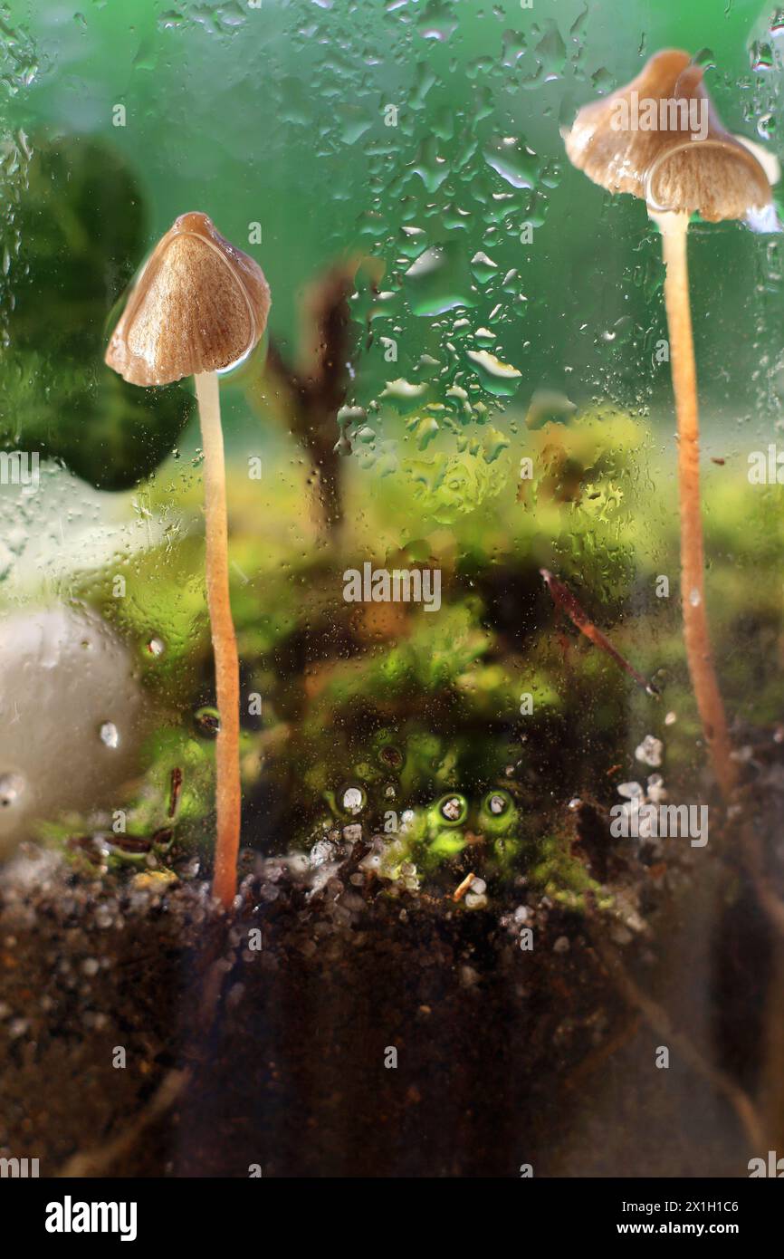 Ein Terrarium mit zwei Pilzen, die im Inneren wachsen und mit Wasser besprüht werden. Stockfoto