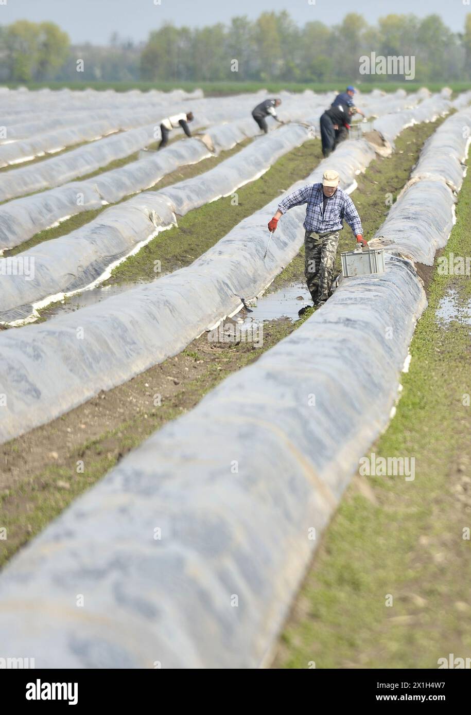 Der erste Spargel des Jahres wird am 15. April 2016 auf einem Feld eines landwirtschaftlichen Betriebs in Marchfeld, Österreich, gekürzt. Mit einem Heizsystem und warmen Abdeckungen kann das weiße Gemüse wie gewohnt schneller wachsen. Die Bodentemperatur wird dadurch um zehn Grad erhöht. ABBILDUNG: Harvester - 20160415 PD14773 - Rechteinfo: Rights Managed (RM) Stockfoto