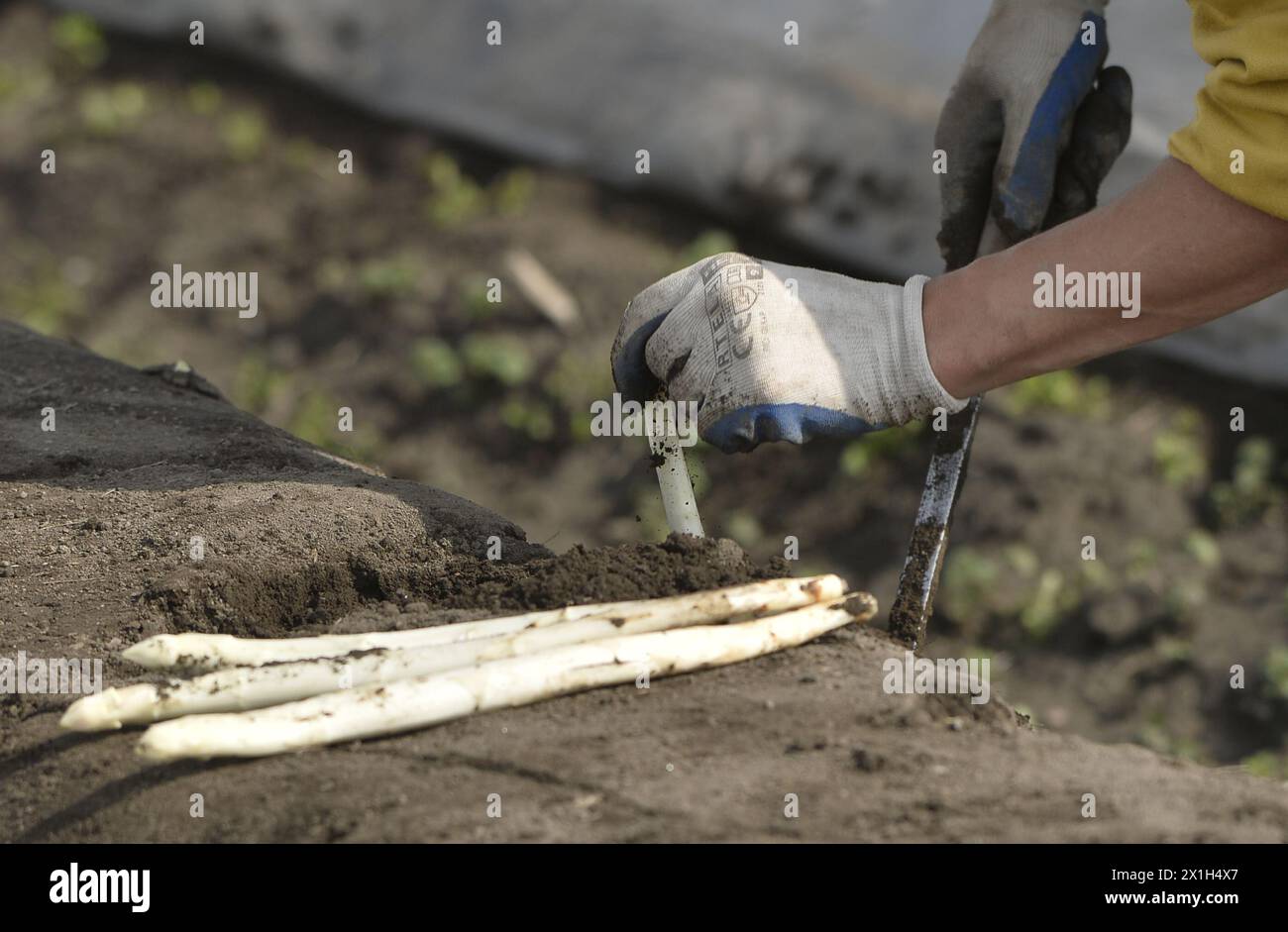 Der erste Spargel des Jahres wird am 15. April 2016 auf einem Feld eines landwirtschaftlichen Betriebs in Marchfeld, Österreich, gekürzt. Mit einem Heizsystem und warmen Abdeckungen kann das weiße Gemüse wie gewohnt schneller wachsen. Die Bodentemperatur wird dadurch um zehn Grad erhöht. ABBILDUNG: Harvester - 20160415 PD14767 - Rechteinfo: Rights Managed (RM) Stockfoto