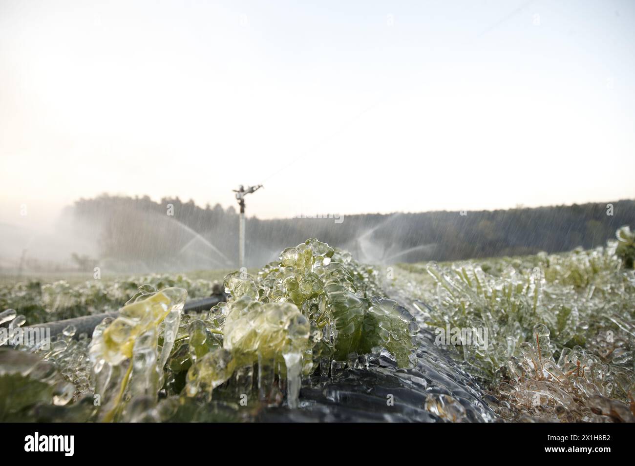 Die österreichischen Bauern kämpfen auch in diesem Jahr wieder mit niedrigen Temperaturen. Bereits in den letzten zwei Jahren gab es große Ernteausfälle, und auch in diesem Jahr scheint es aufgrund der aktuellen Kälte gleich zu sein. Mit speziellen Maßnahmen wie dem Frostschutz versuchen die Bauern, den Schaden zu begrenzen, Rum, Österreich am 2017/04/21 BILD: Wasser wird auf Pflanzen gesprüht, um sie vor Einfrieren zu schützen - 20170421 PD0691 - Rechteinfo: Rights Managed (RM) Stockfoto