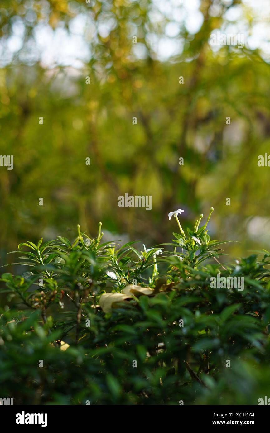 Laub mit kleinen weißen Blüten, die Sonnenlicht ausgesetzt sind, auf einem unscharfen Hintergrund Stockfoto