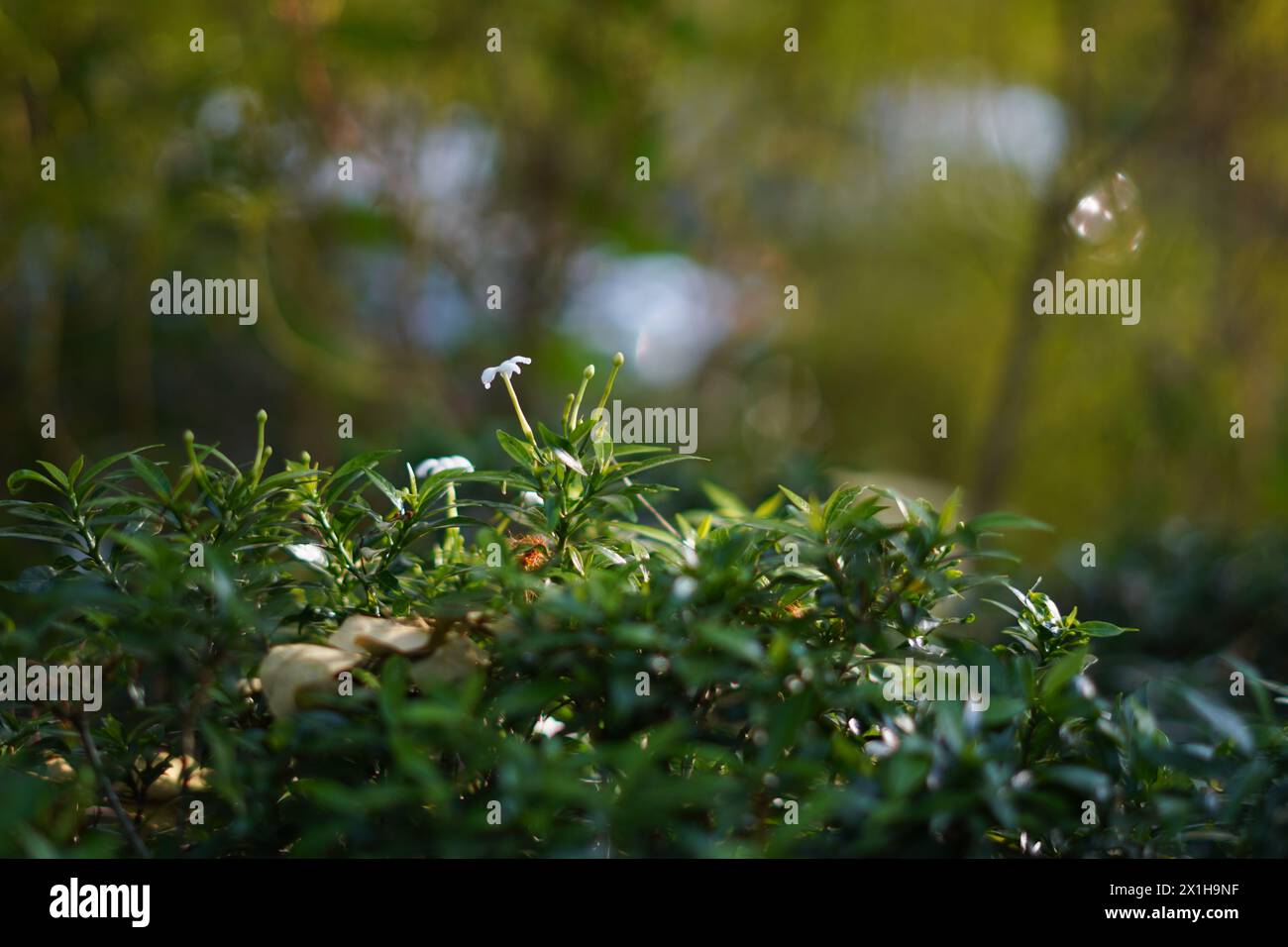 Laub mit kleinen weißen Blüten, die Sonnenlicht ausgesetzt sind, auf einem unscharfen Hintergrund Stockfoto