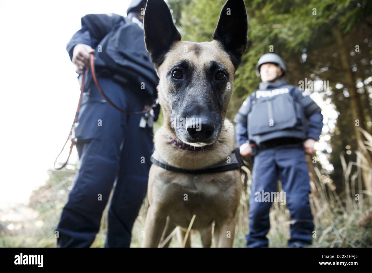 Polizeihund ' Abby - Bora vom Wagramland' mit Hundeoffizier beim Fotoshooting während ' Soko Friedrich' in Voitsberg, Österreich, am 20. November 2017. - 20171120 PD2046 - Rechteinfo: Rechte verwaltet (RM) Stockfoto