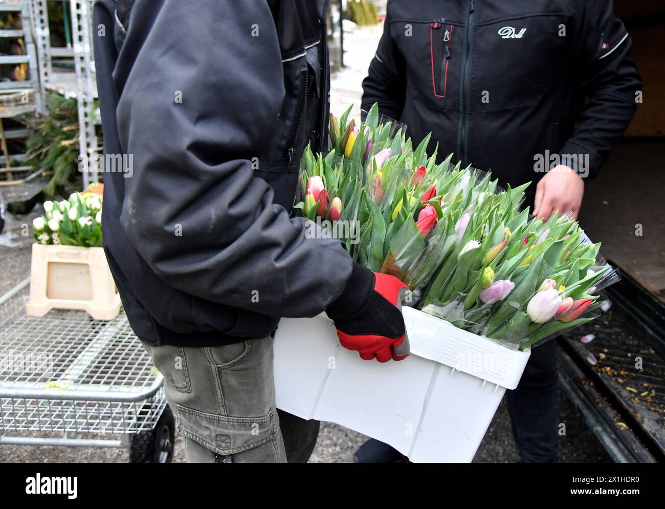 Illustration zum „Valentinstag“: Lieferung frischer Blumen bei einem Blumenhändler in Salzburg, Österreich, aufgenommen am 9. Februar 2019 anlässlich des bevorstehenden „Valentinstag“. - 20190209 PD1808 - Rechteinfo: Rights Managed (RM) Stockfoto