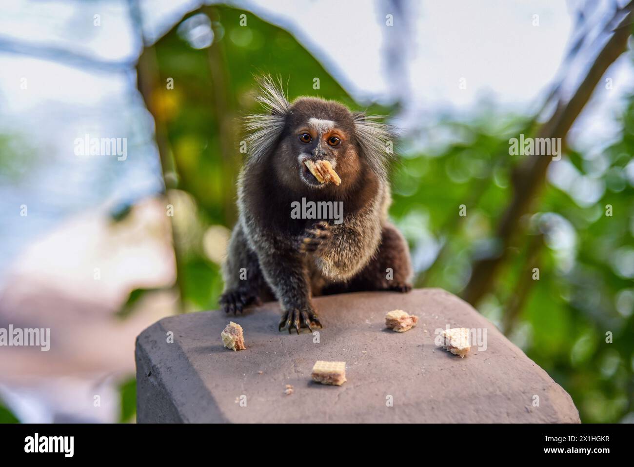 Ein weiß getuftetes Marmoset (Callithrix jacchus), das Cookies in Rio de Janeiro, Brasilien isst Stockfoto