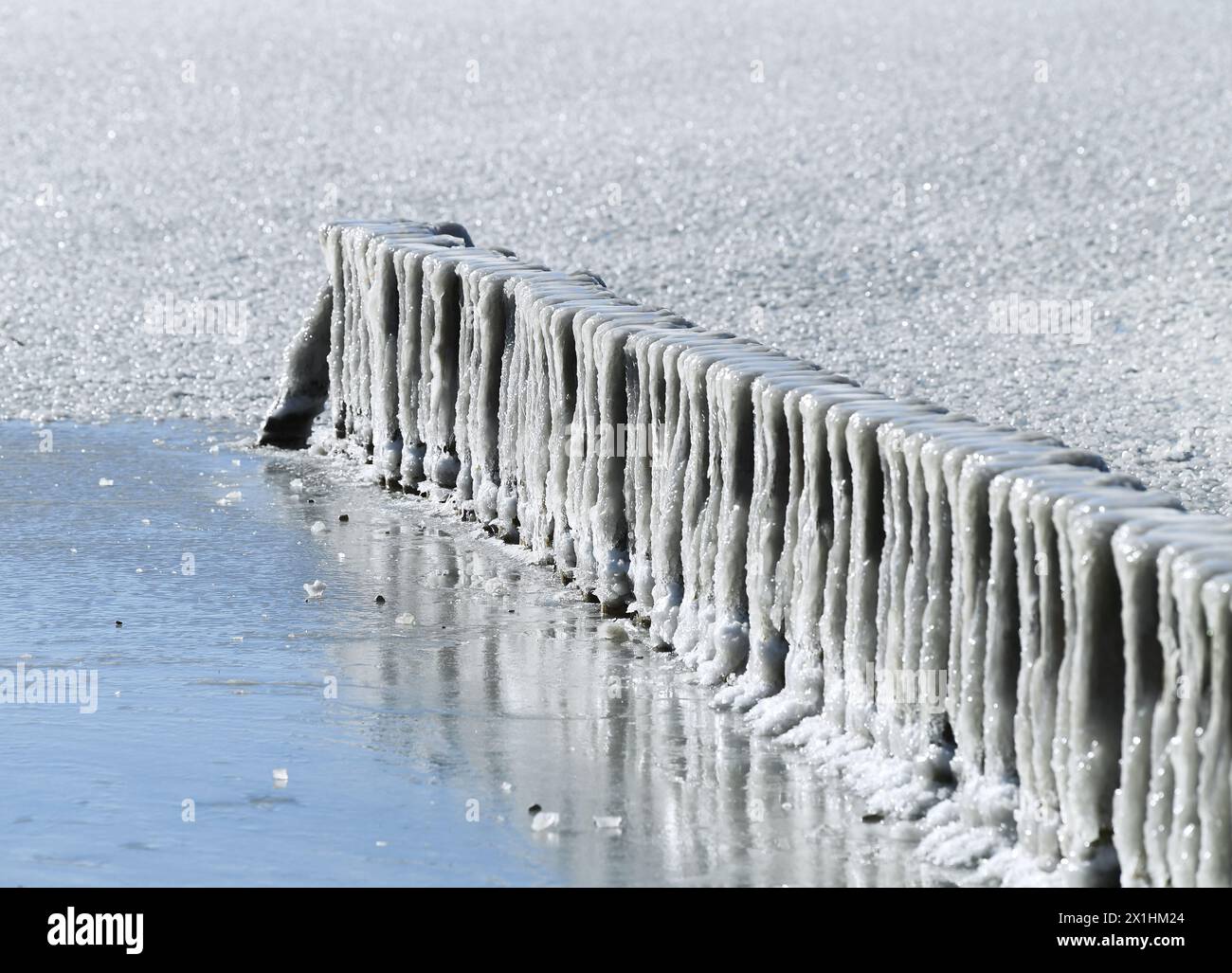 Gefroren durch den kalten Wind am Montag, 15. Februar 2021, am Neusiedler See bei Illmitz. Letztes Wochenende herrschte in Österreich die Eiszeit weiter - 20210215 PD4185 - Rechteinfo: Rights Managed (RM) Stockfoto