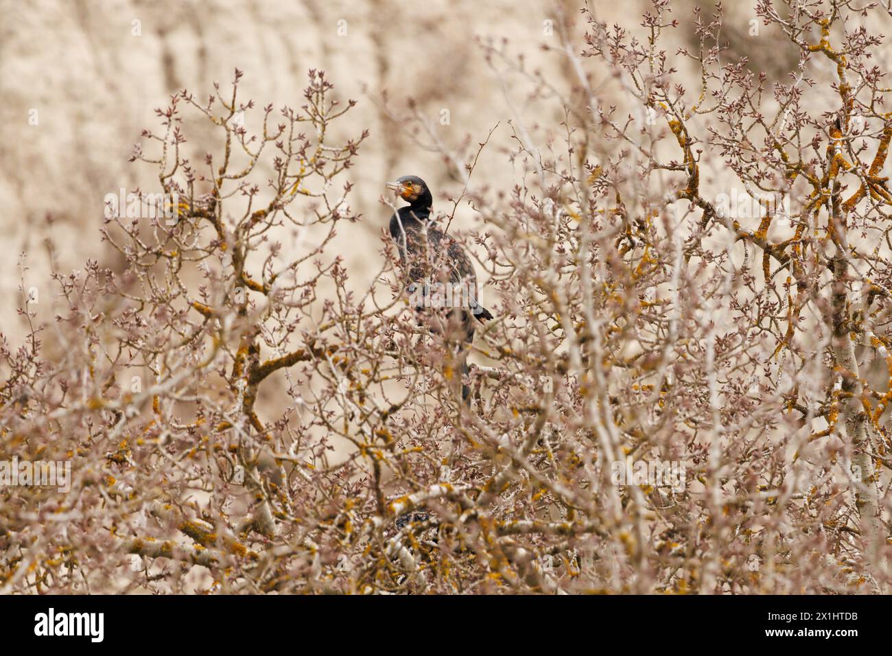 Großer Kormoran, Phalacrocorax carbo, getarnt zwischen Baumzweigen in Alqueria de Aznar, Spanien Stockfoto