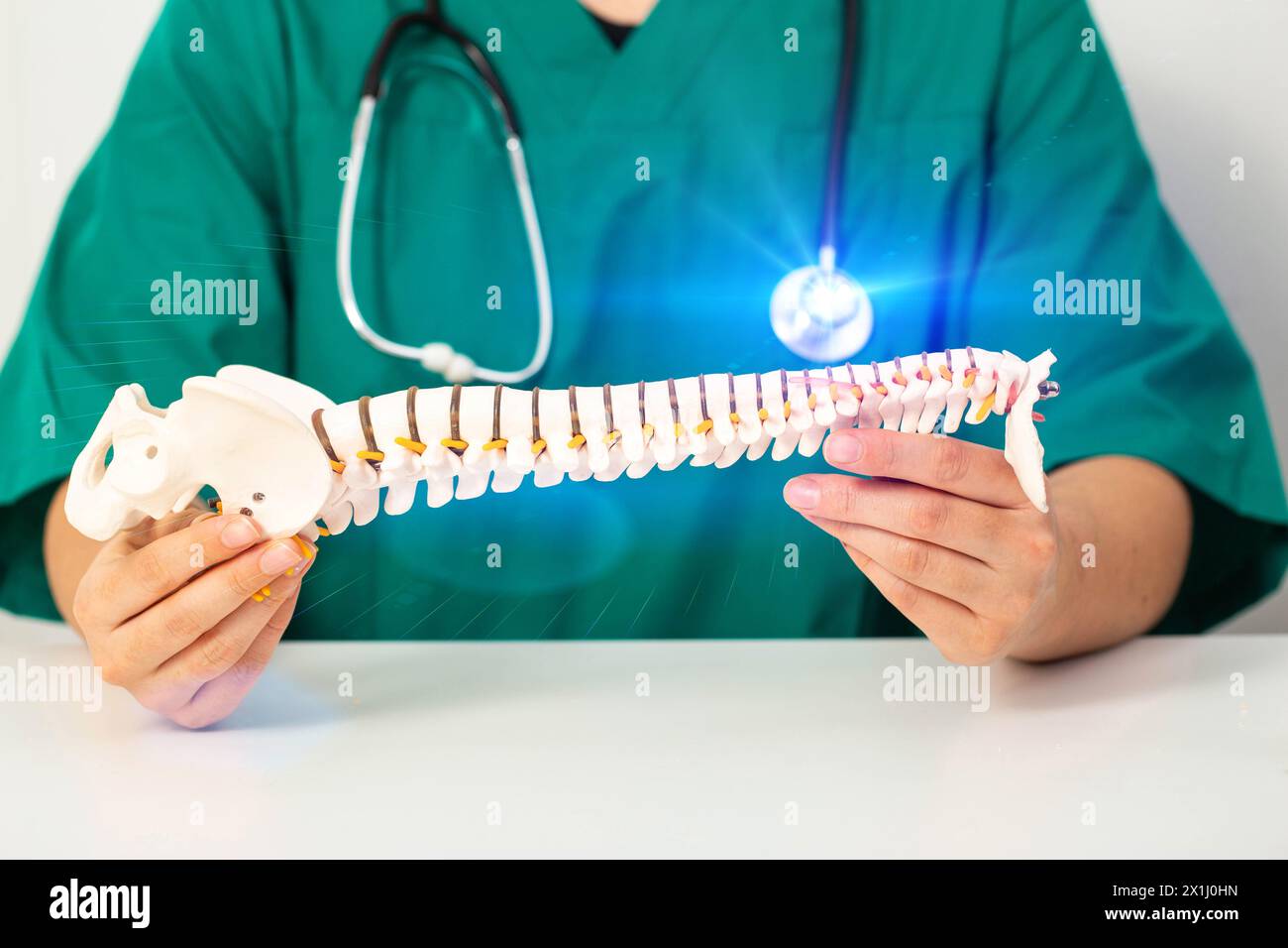 Der Neurochirurg hält ein Modell der Wirbelsäule in den Händen. Das Konzept der chirurgischen Behandlung von Wirbelsäulenerkrankungen und Intervertebralhernien. Stockfoto