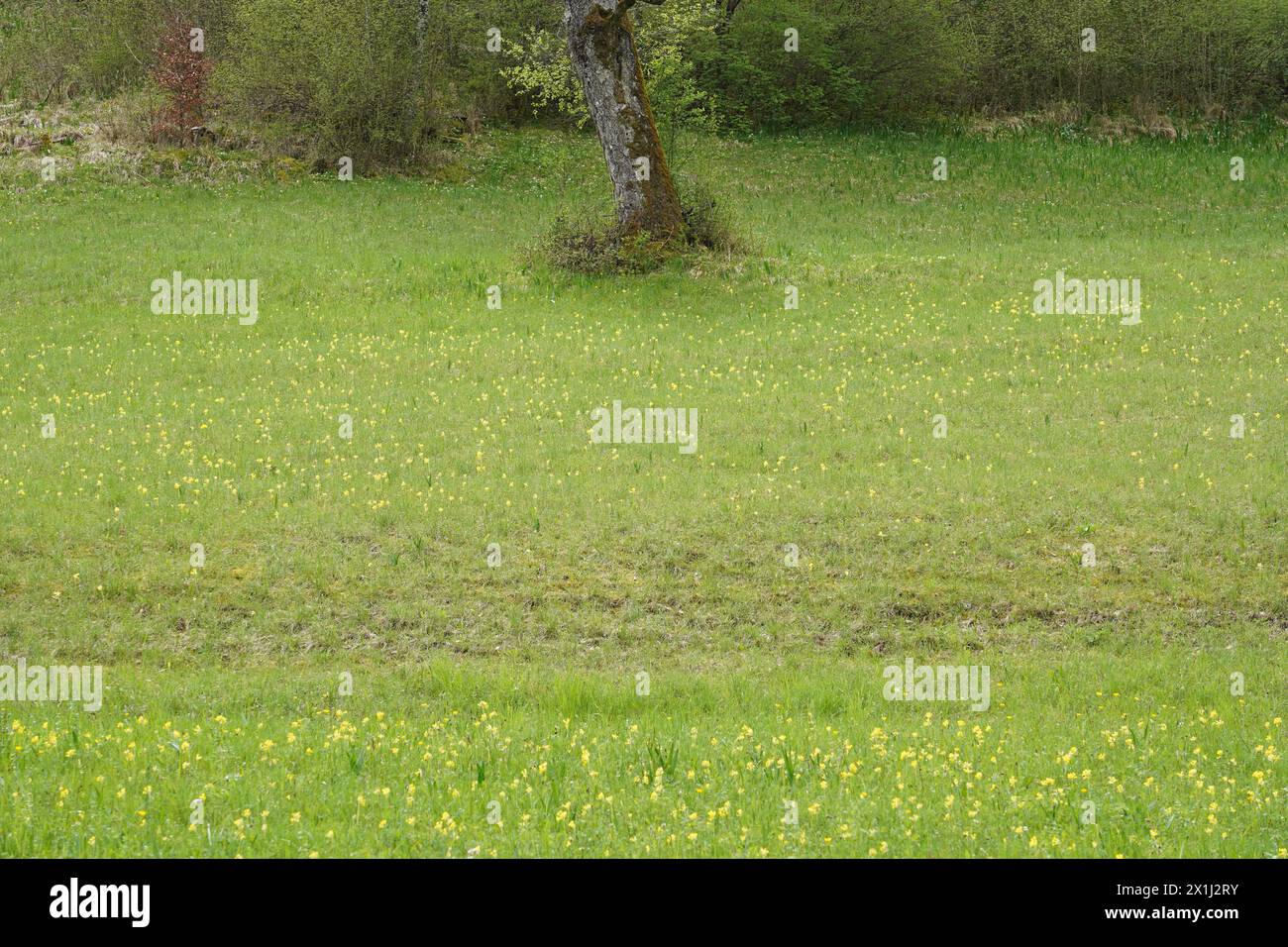 Grüne Wiese voller gelber Kuhrutschen am Waldrand im Frühjahr. Stockfoto