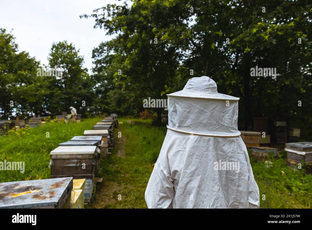 Imker oder Imker in der Imkerei. Hintergrundfoto für Bienenzucht- oder Bienenzuchtkonzept. Stockfoto