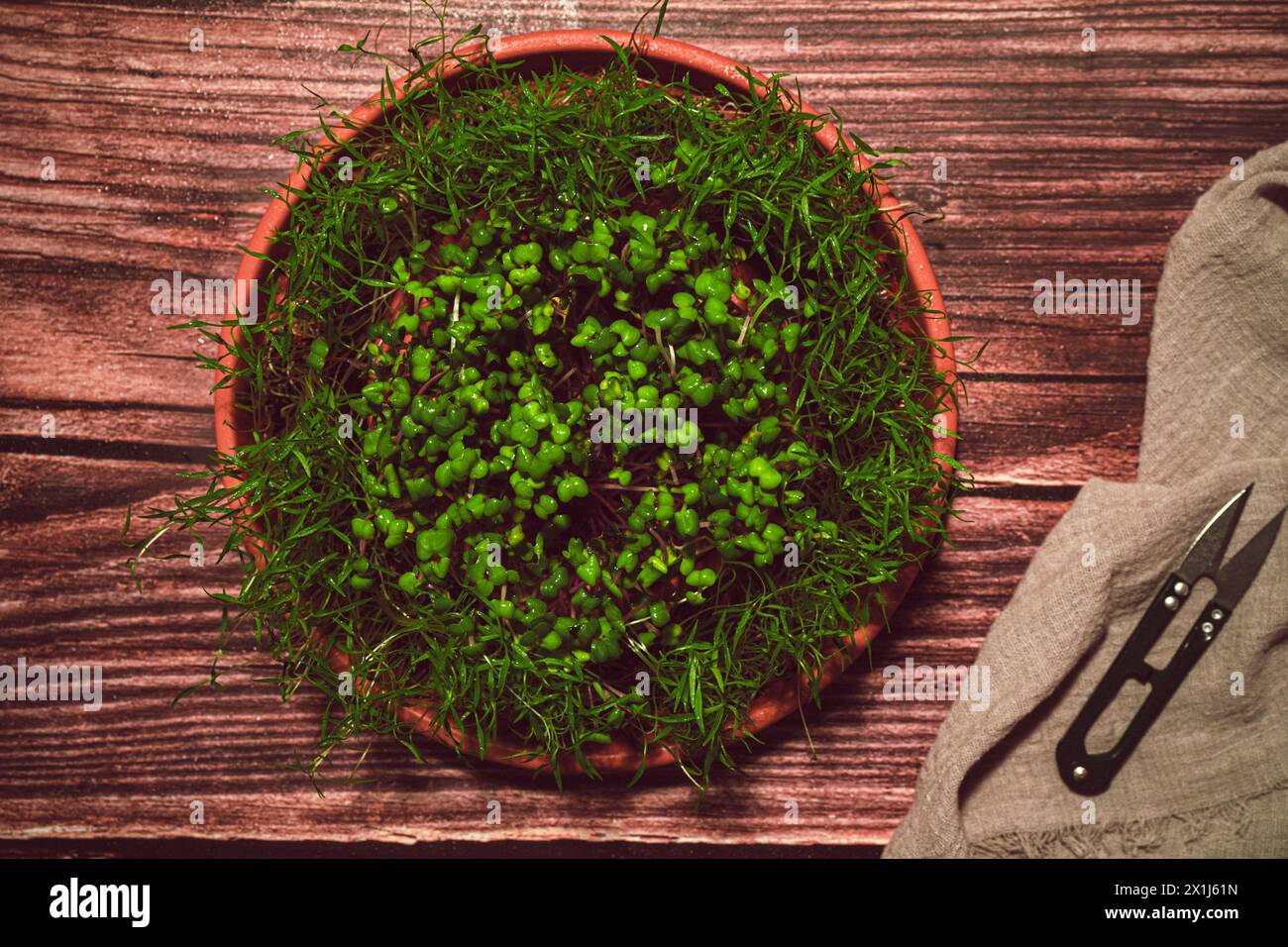 Verschiedene Arten von Microgreens, Nahansicht von oben. Samensprossen sind grün. Vitamine. Superfood. Stockfoto