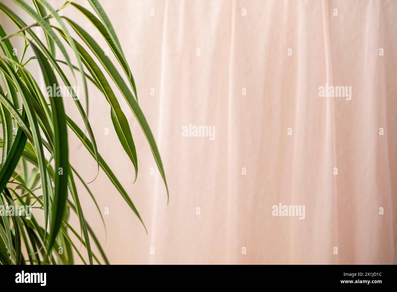 Weiche orange Vorhänge, durchscheinender Tüll, tropischer Ficus Ficus Alii, binnendijkii an der Seite, Entspannung und Ruhe, ruhige Kulisse, verschmelzen Natur Stockfoto