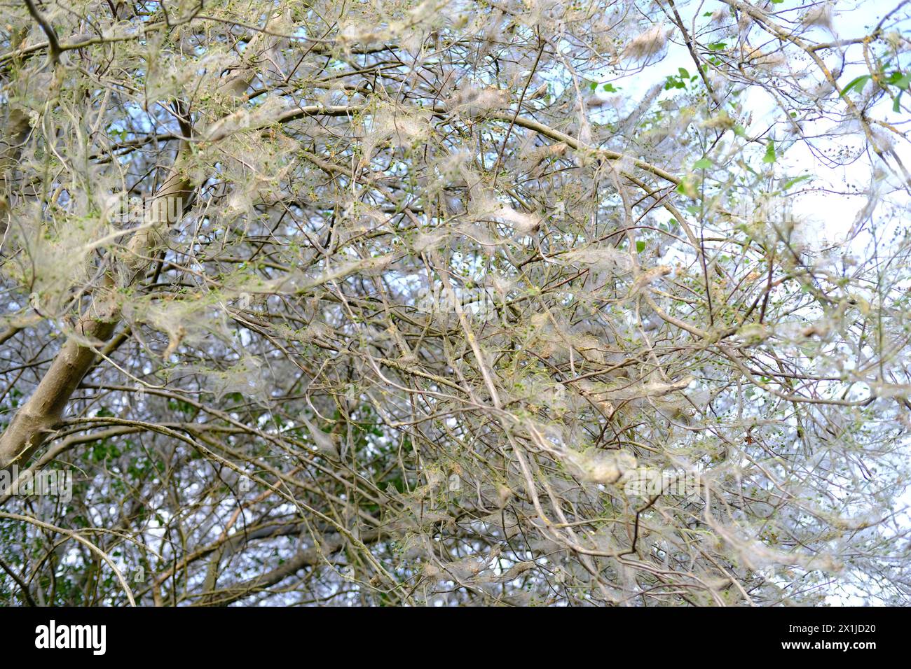 Spinnennetzmotten auf jungen Pflanzen, Büschen, Bäumen, Stämmen durchgängige Spinnennetze, Parasiten fressen vegetatives Grün, Laub, Yponomeutidae, Gartenpflanzen Stockfoto