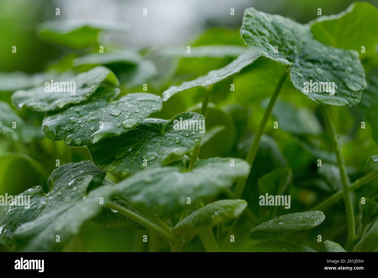 Junge Gemüsepflanzen im Garten bei Regen, Wassertropfen auf Blättern, malerische Szene im Garten bei Sommerwetter, natürliche Umwelt, ökologische, Stockfoto