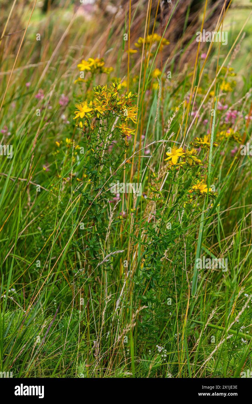 Nahaufnahme der gelben Blüten von Hypericum perforatum, einem pflanzlichen Arzneimittel. Stockfoto