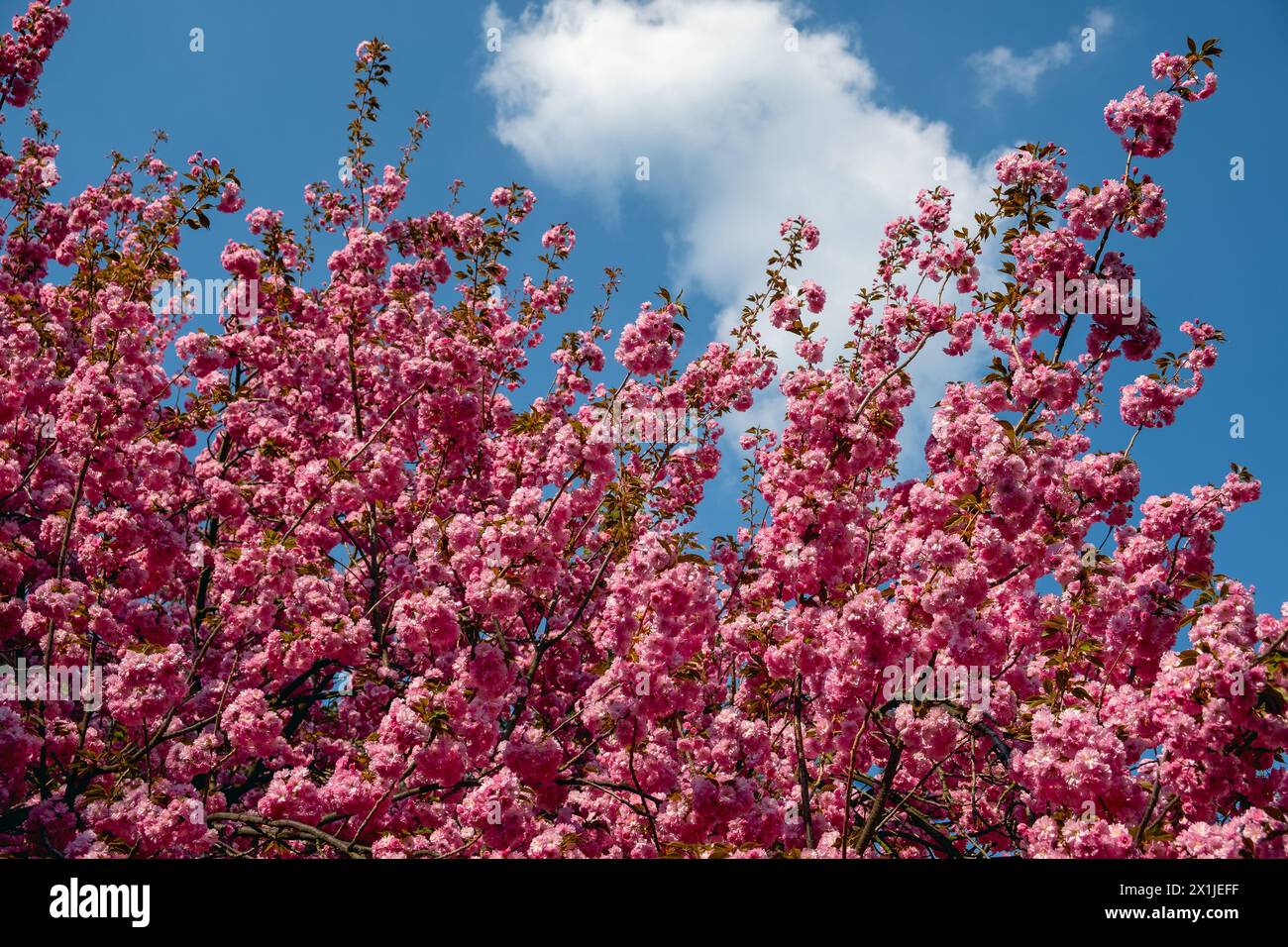 Frühlingsbaumblumen, blauer Himmel hinter Baumblumen, Prunus serrulata, japanische Kirsche Stockfoto