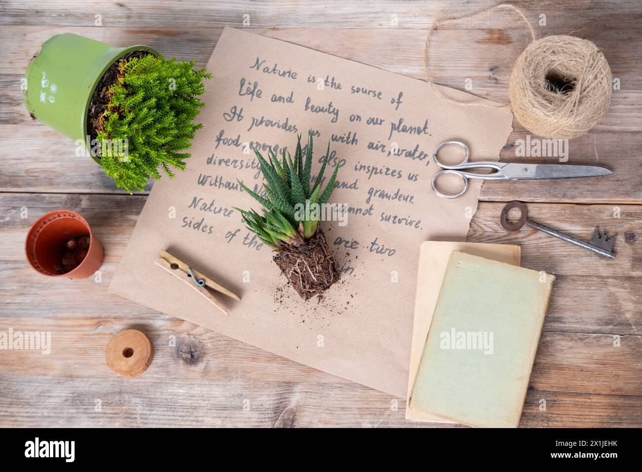 Zimmerpflanzen, saftige Pflanze auf Holztisch, Konzept der floralen Ästhetik, Innenbegrünung und positive Auswirkungen von Pflanzen auf die Innenumgebung, Botan Stockfoto