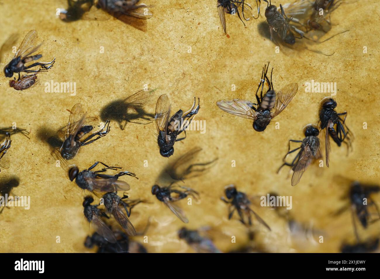 Nahaufnahme der Fliege geht über ihre Pfoten und versucht, Kleber loszuwerden, Papierband mit Kleber beschmiert, Fliegenpapier für Insekten, viele Fliegen, die an Insektenfalle hängen Stockfoto