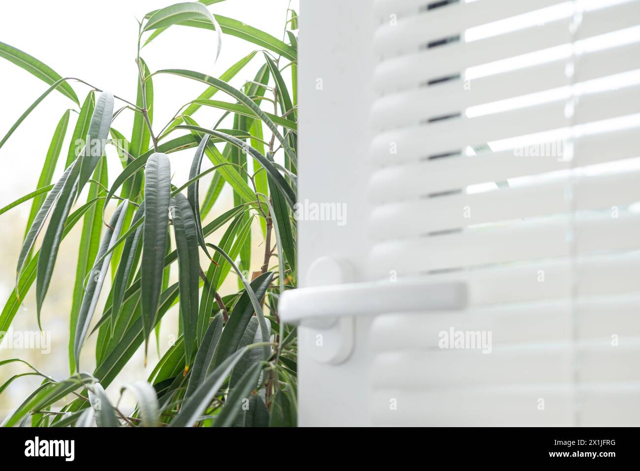 Tropical Ficus schafft einen beruhigenden Kontrast zu weißen Bürojalousien, einem ruhigen Arbeitsbereich, Entspannung und einer ruhigen, ruhigen Kulisse für produktive Aktivitäten Stockfoto