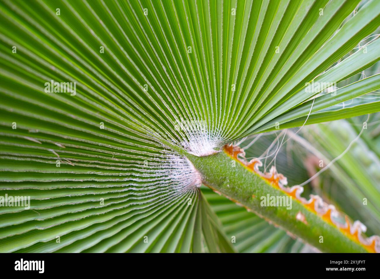 Tropisches Blatt afrikanische Sabal Fächerpalme Nahaufnahme, natürliche Schönheit Tropen, Hintergrund für tropische Atmosphäre in Werbung Reisebüros, Hotels, airl Stockfoto