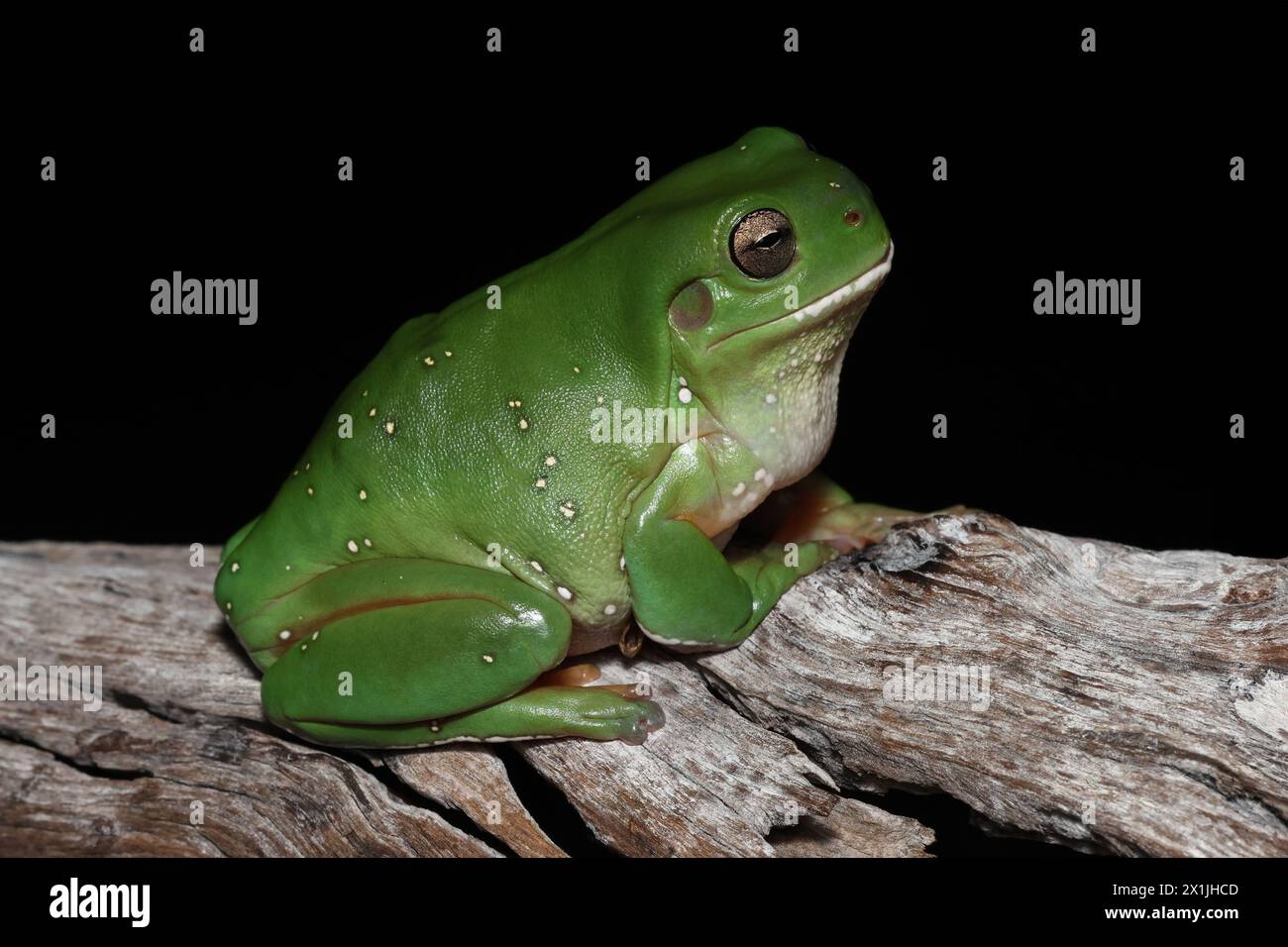 Australischer Grüner Baumfrosch, der auf einem Ast ruht Stockfoto