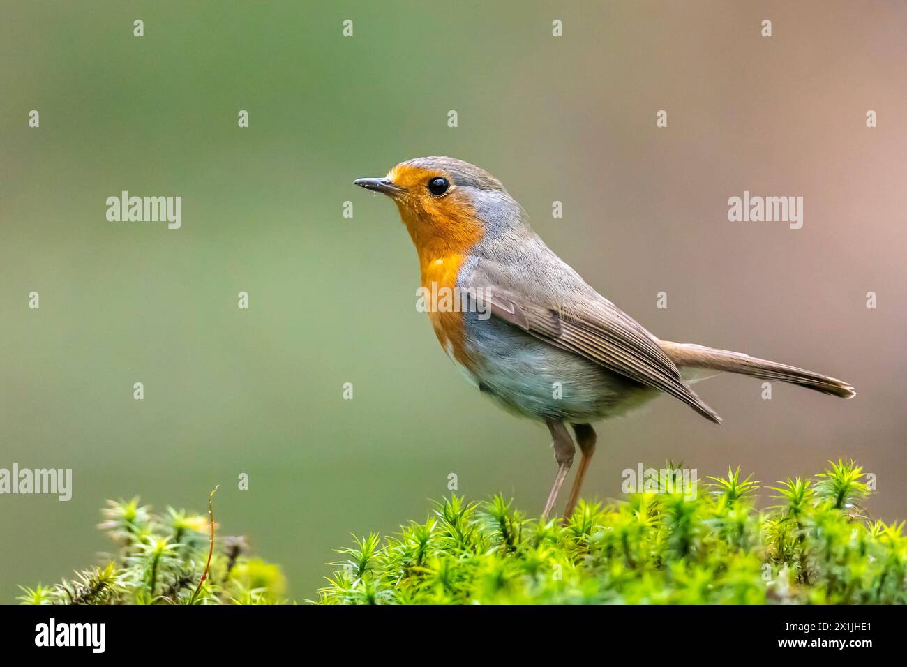 Nahaufnahme eines europäischen robin Erithacus rubecula auf der Suche in einem Wald Stockfoto