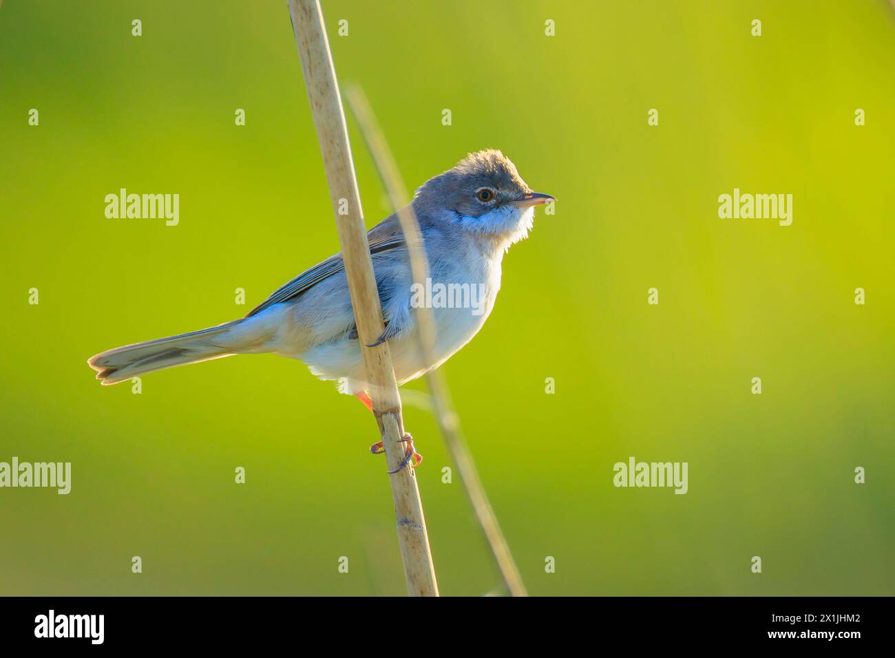 Nahaufnahme eines Whitethroat Vogel, Sylvia communis, Nahrungssuche in eine grüne Wiese Stockfoto