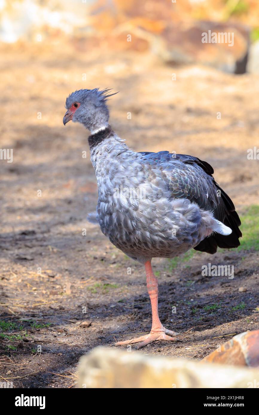 Nahaufnahme eines südländischen Schreiers, Chauna torquata, der zwischen den Felsen spaziert Stockfoto