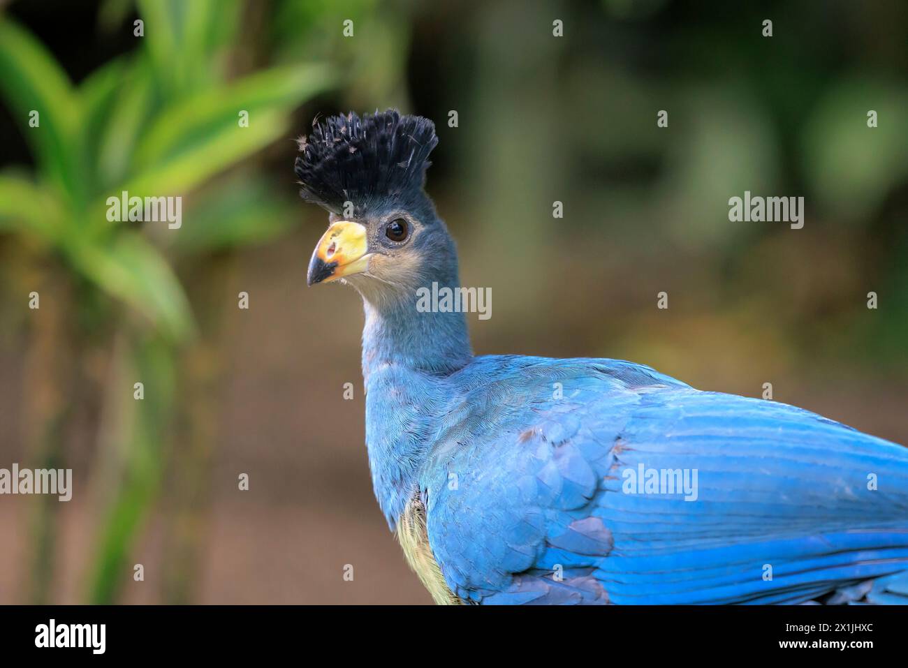 Nahaufnahme eines großen blauen Turakos, Corythaeola cristata, Vogelperspektive Stockfoto