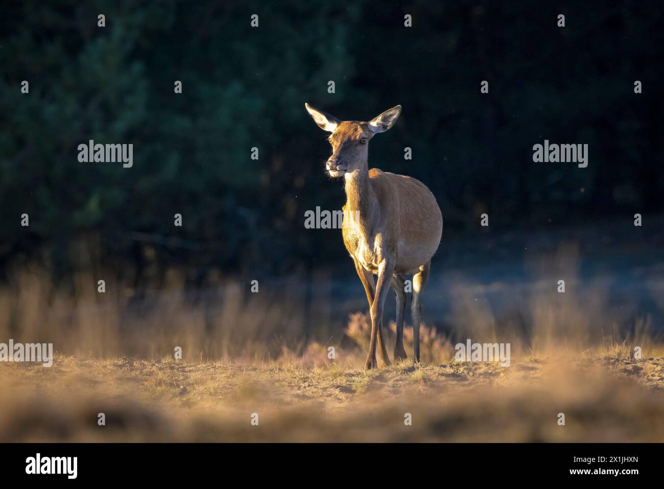 Weiblichen Rotwild doe oder hind Cervus elaphus in einer Wiese mit lila heidekraut vor einem Wald an einem sonnigen Tag. Stockfoto