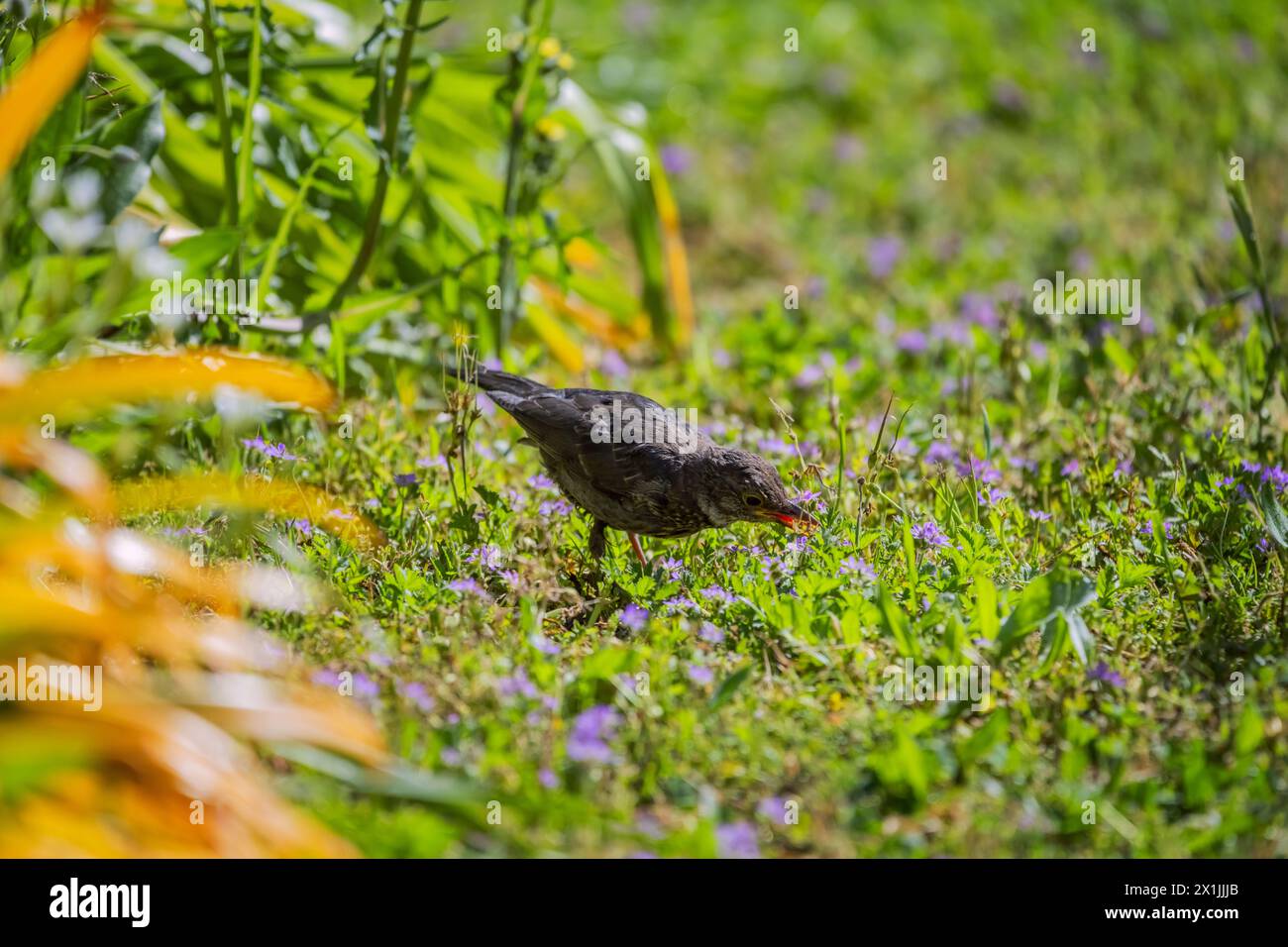 Erwachsene Weibchen und Jungtiere haben braunes Gefieder Stockfoto