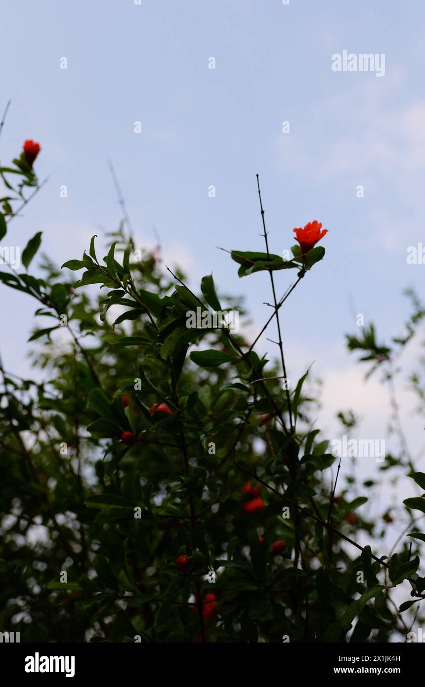 Granatapfel-Blumen Stockfoto