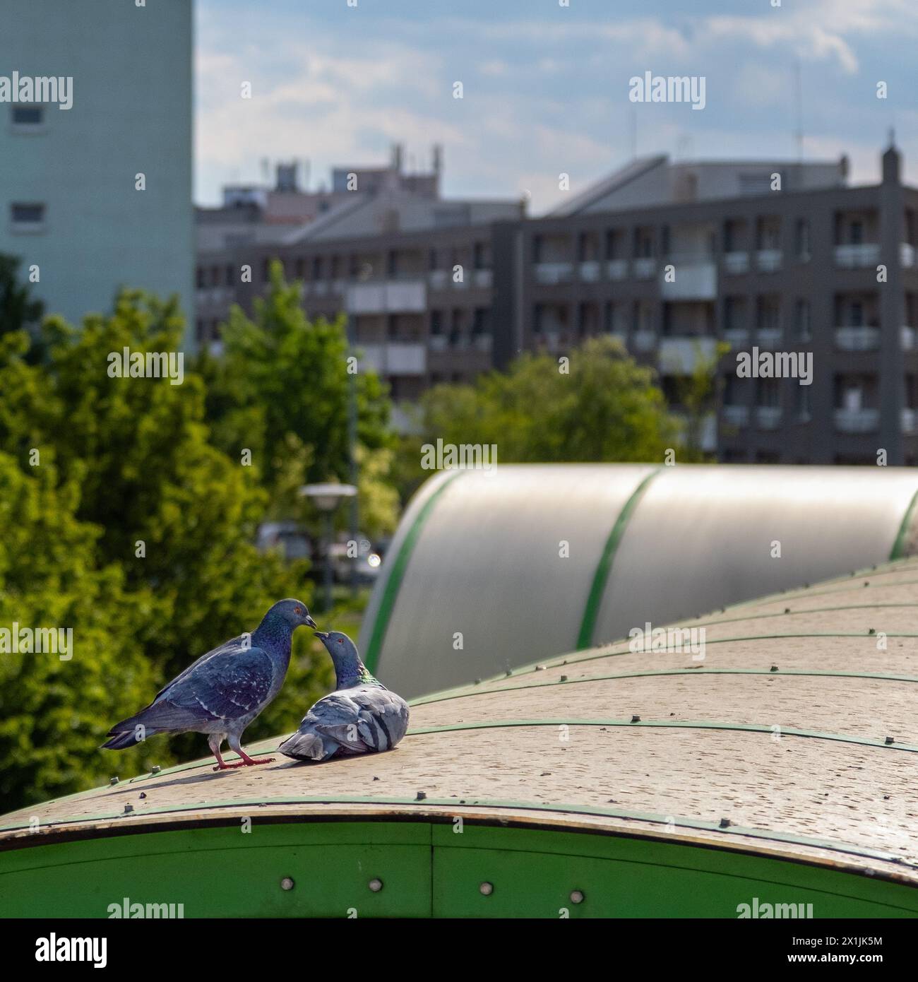 Balz von zwei Tauben, Taubenwerbung in der Stadt, Tauben in der sonnigen Stadt Stockfoto