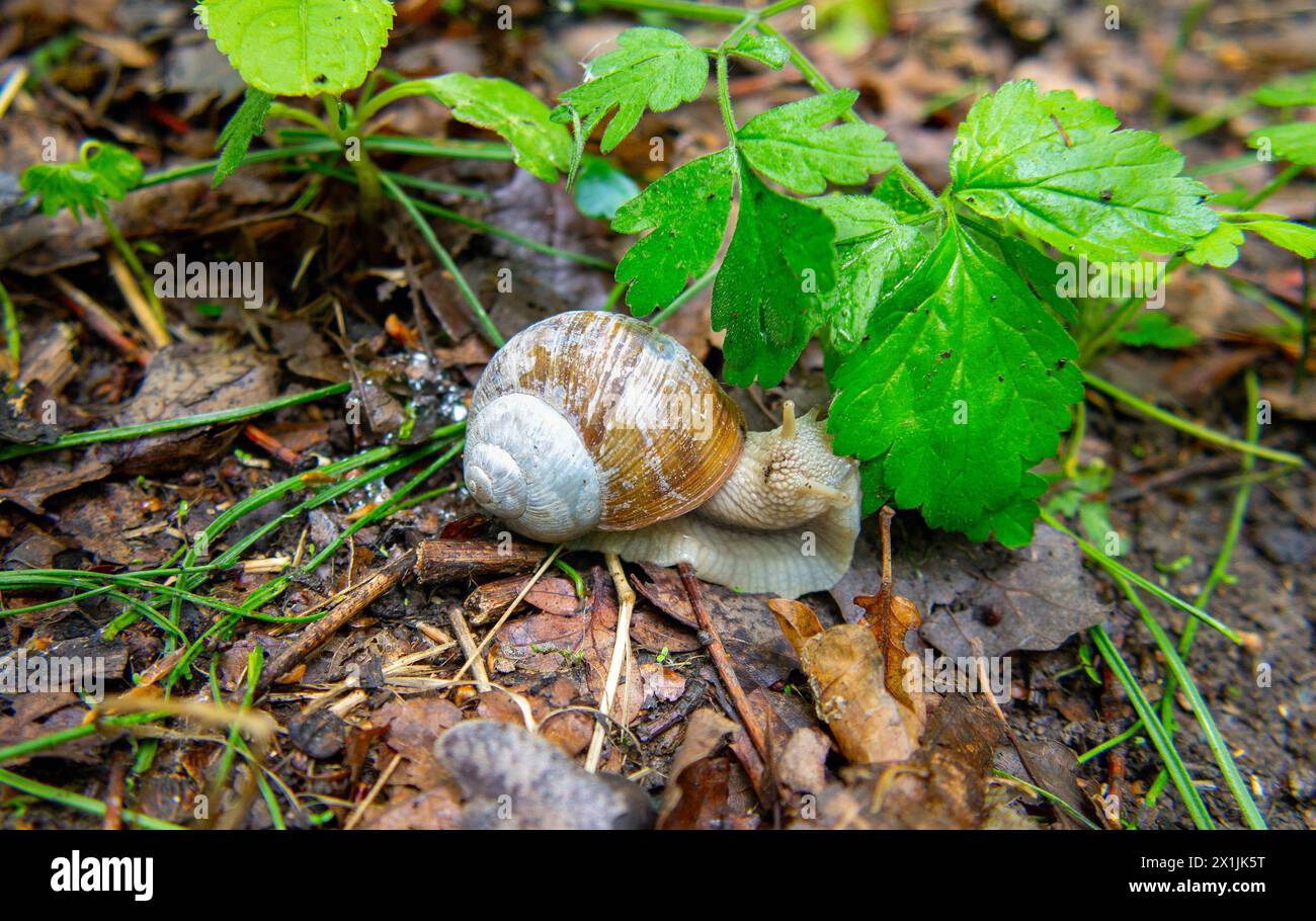 Die Schnecke kriecht durch den Wald, römische Schnecke, Helix pomatia Stockfoto