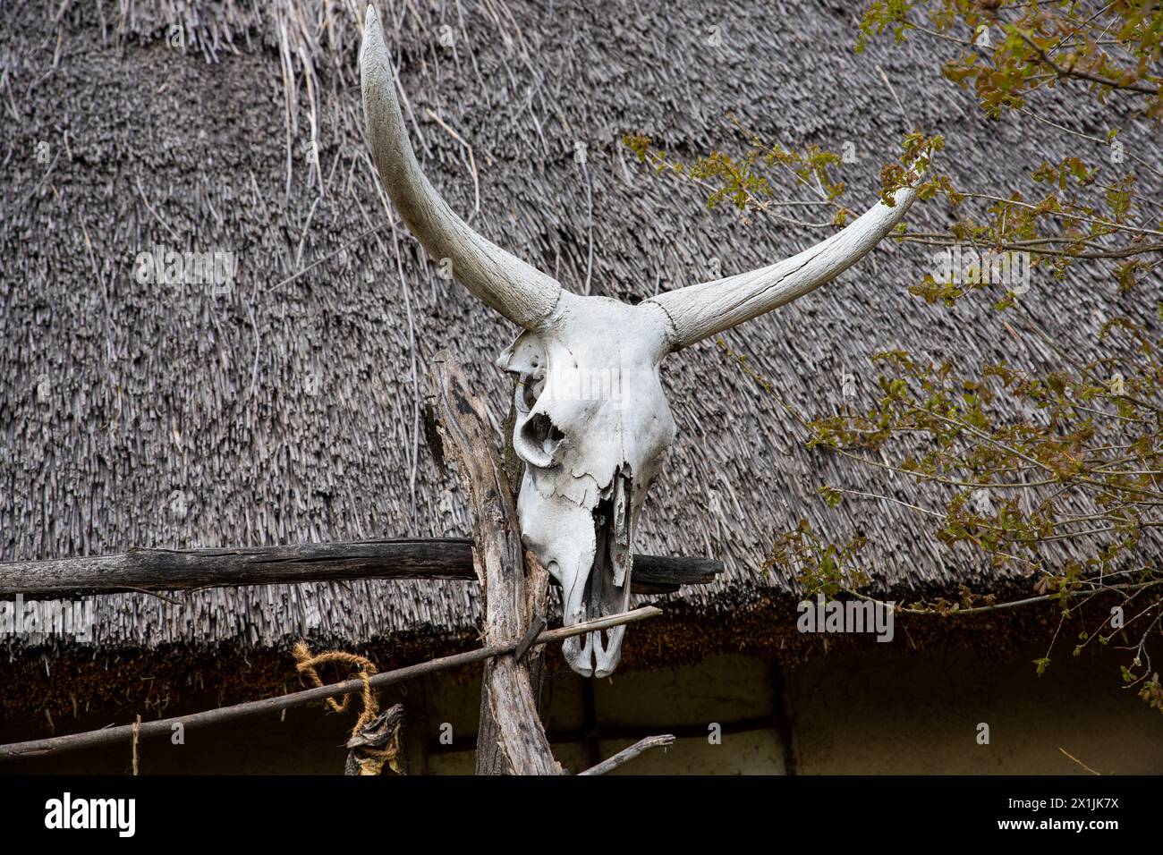 Ochsenschädel oder Stierschädel hängen vom Dach Stockfoto