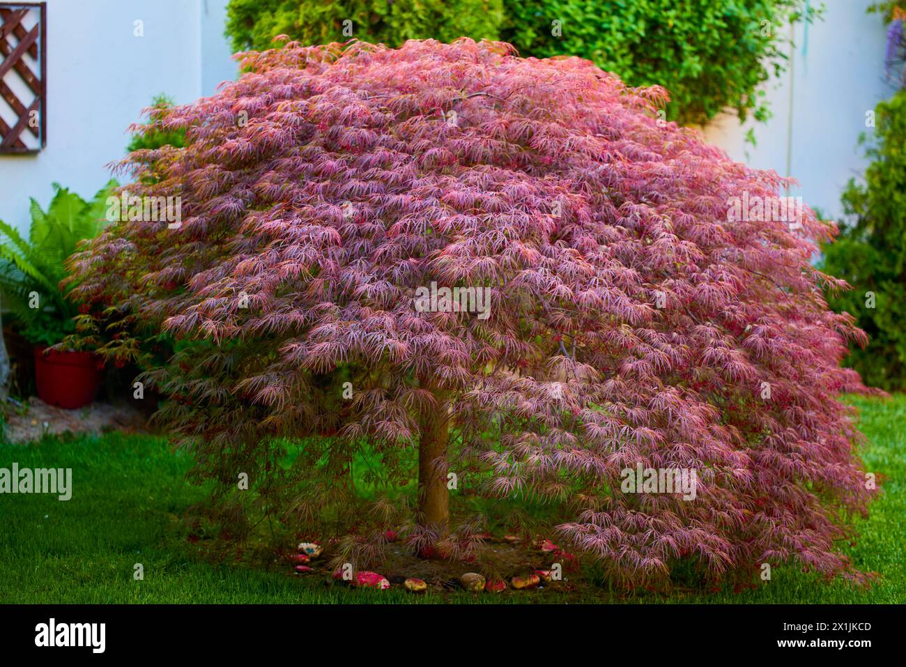 Rotes Laub des weinenden Laceleaf Japanese Maple Tree (Acer palmatum) im Garten Stockfoto