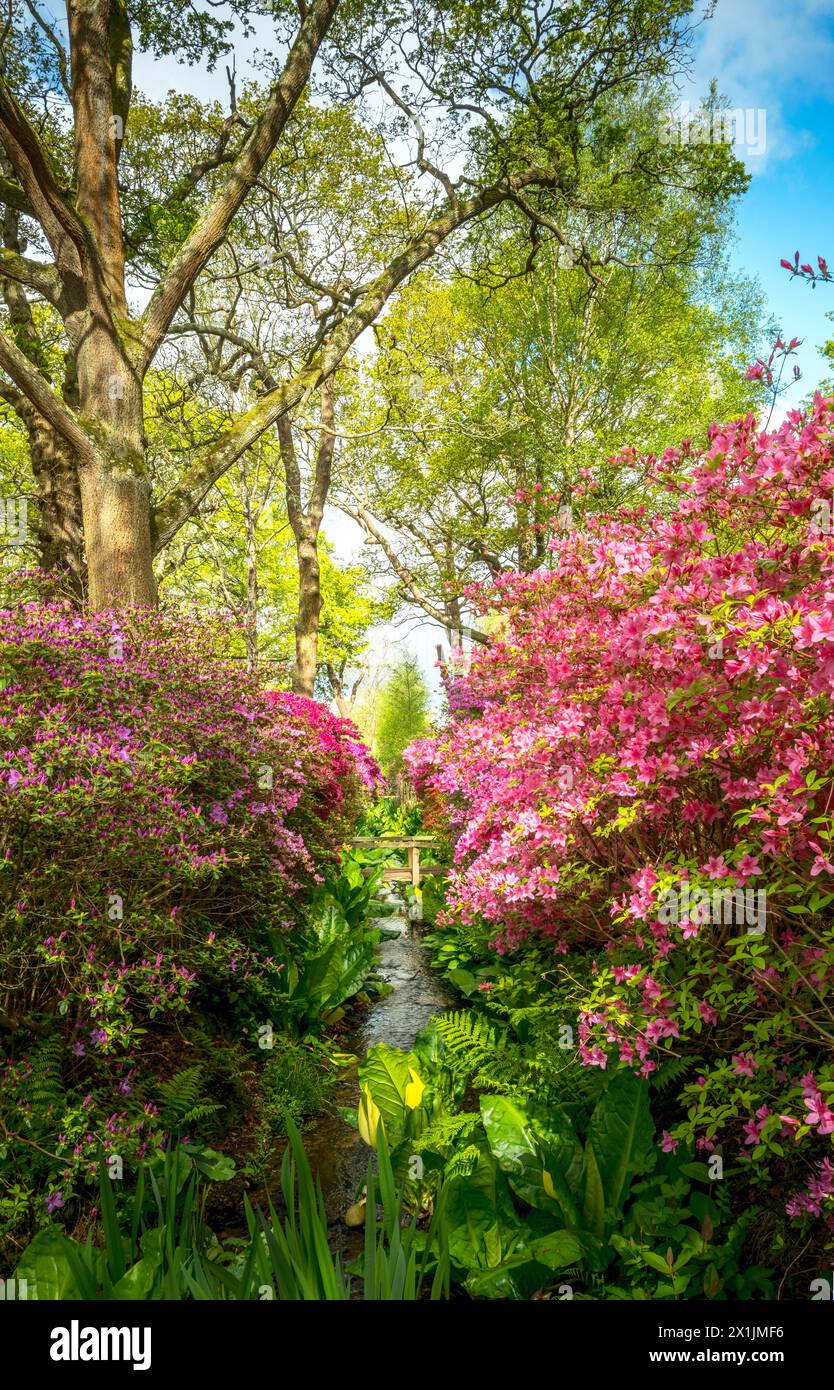 April 2024: Die Isabella Plantation im Richmond Park London in voller Blüte mit Azalea-Blüten, die im Teich hängen Stockfoto