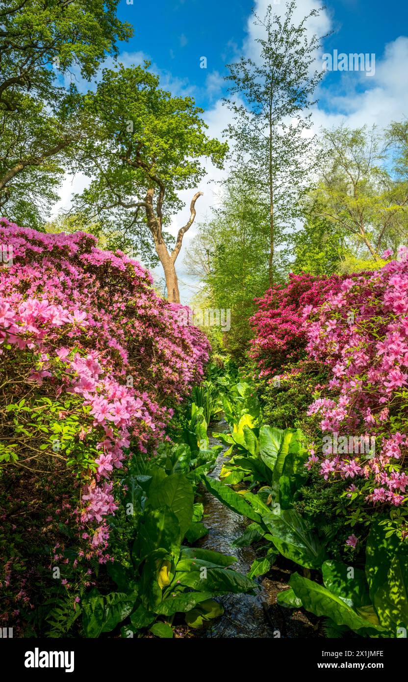 April 2024: Die Isabella Plantation im Richmond Park London in voller Blüte mit Azalea-Blüten, die im Teich hängen Stockfoto