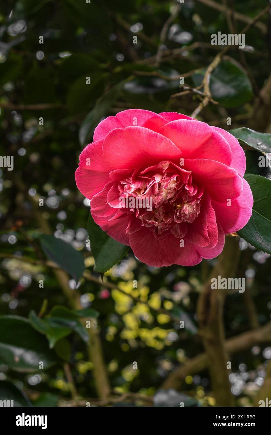 Die zarte Blume von Camelia japonica R.L.Wheeler in einem Garten in England im Vereinigten Königreich. Stockfoto