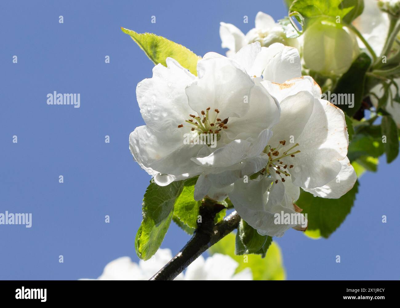 Apfelbaum blüht nach Regen, Antonovka. Stockfoto