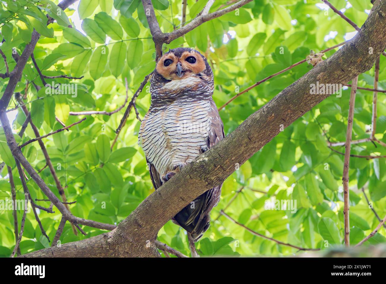 Gefleckte Holzeule, Strix Seloputo, alleinstehender Erwachsener auf einem Baum, Pasir RIS Park, Singapur Stockfoto