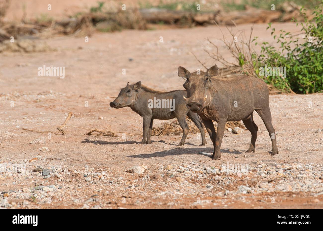 Weibliches Warzenschwein (Phacochoerus africanus) mit teilerwachsenem Kind Stockfoto