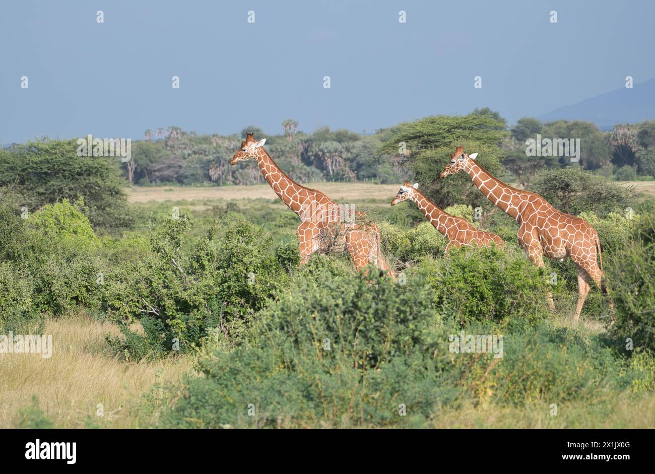 Netzgiraffe (Giraffa camelopardalis reticulata), eine Gruppe von drei Personen, die sich durch das Samburu National Reserve in Kenia bewegen Stockfoto