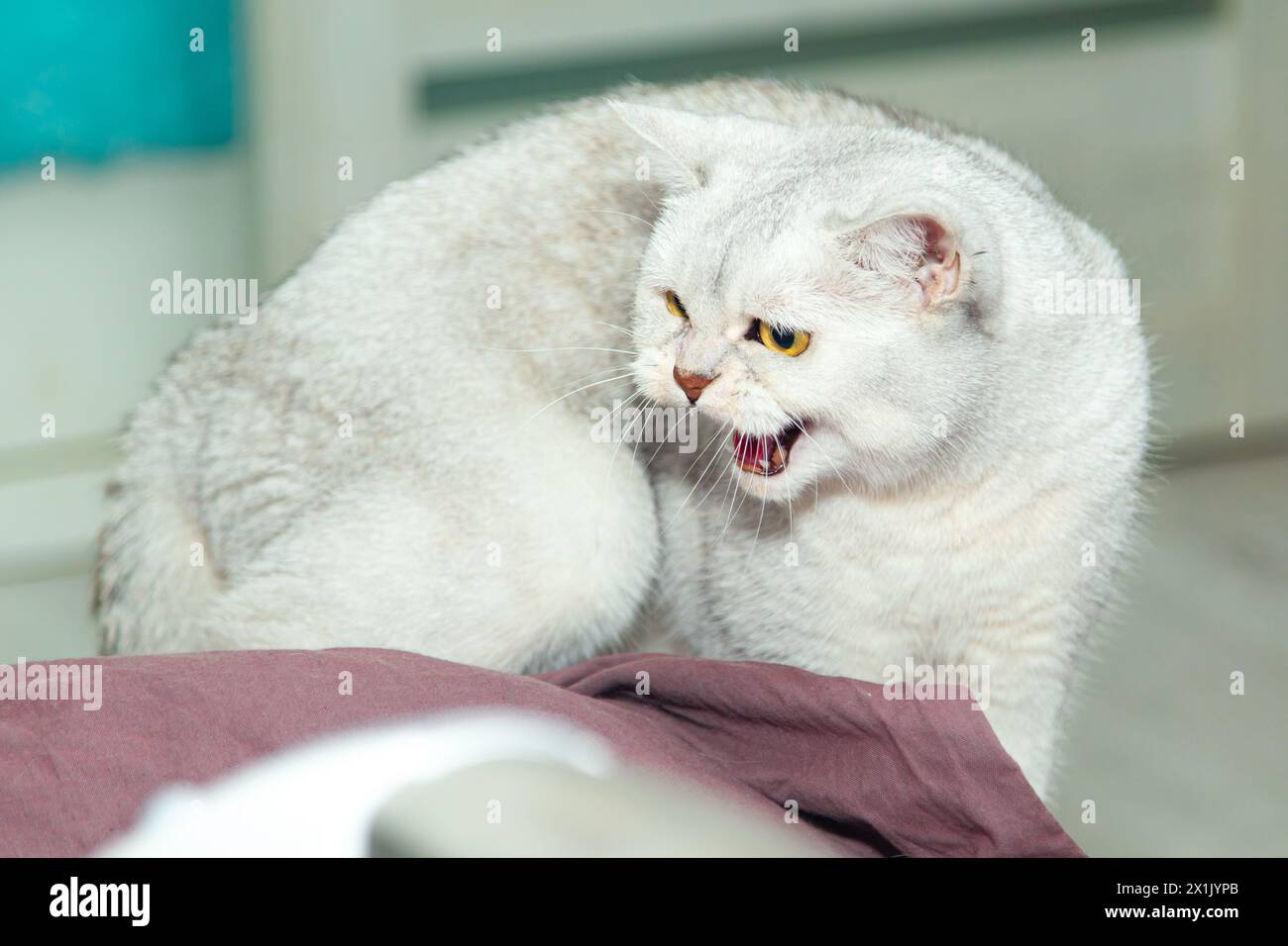 Die silberne britische Katze ist wütend. Eine aggressive Katze knurrt und greift den Mopp an. Stockfoto