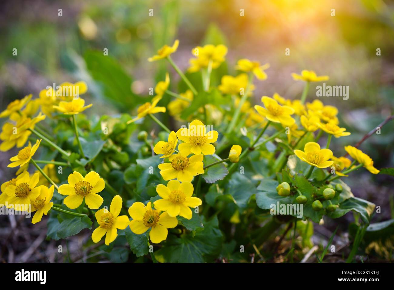 Blüte der Marschmarigold (Caltha palustris). Floraler Hintergrund Stockfoto