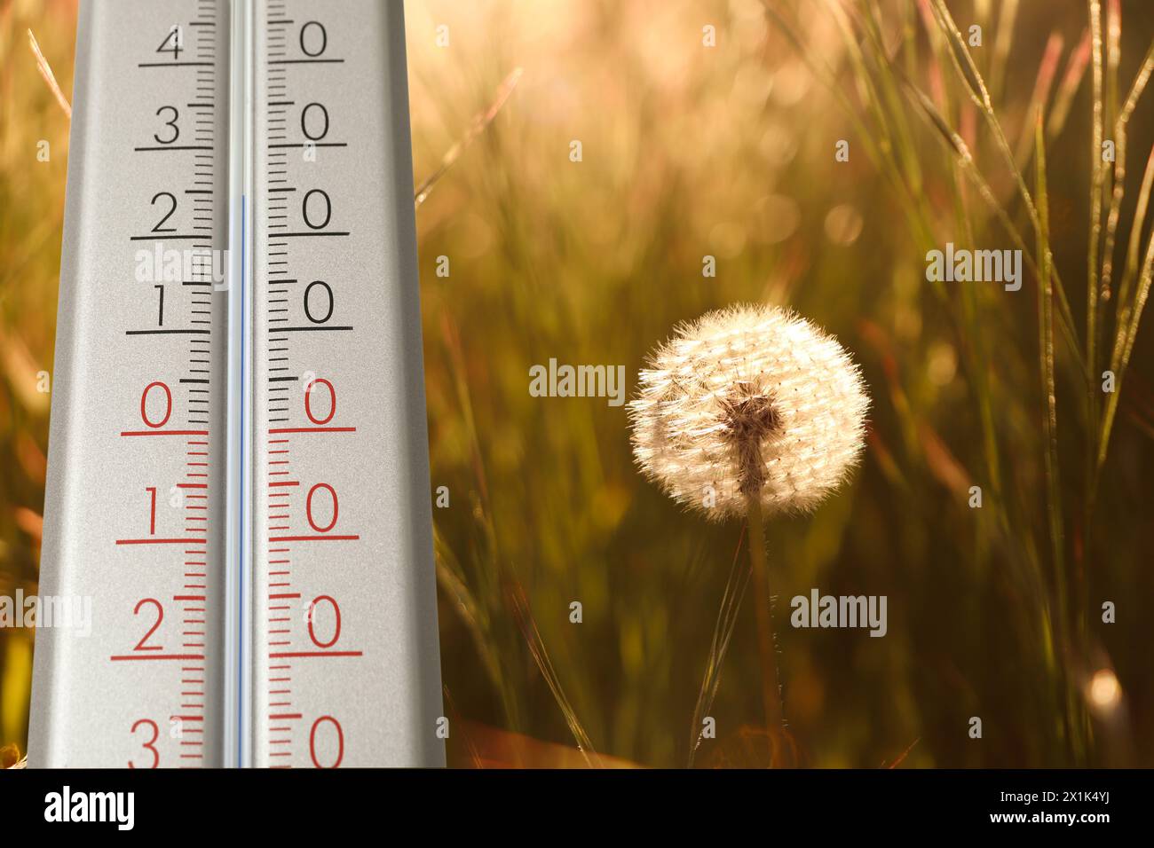 Frühlingswetter. Thermometer im Gras in der Nähe von Löwenzahn Stockfoto