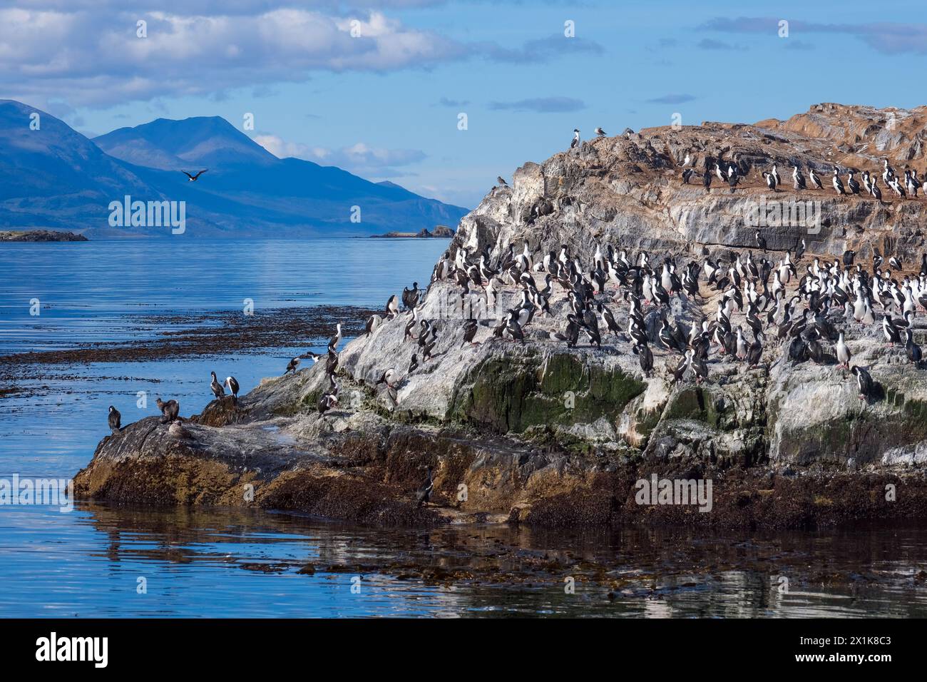 Ushuaia, Tierra del Fuego, Argentinien - Kormorane auf einem Felsen im Beagle-Kanal gelegen, ist der Beagle-Kanal eine natürliche Wasserstraße am südlichen Ti Stockfoto