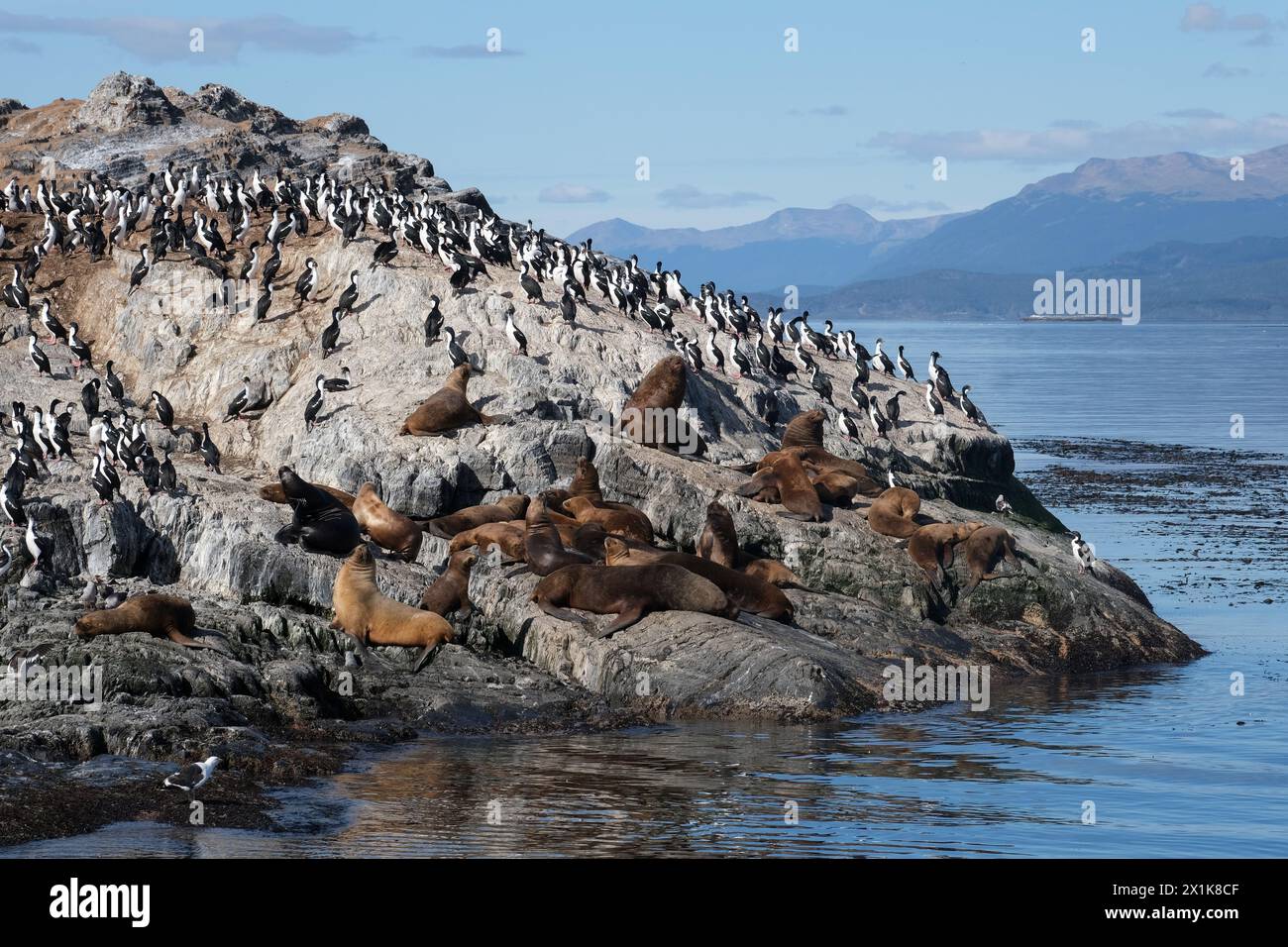 Ushuaia, Tierra del Fuego, Argentinien - Kormorane und Seelöwen thronen auf einem Felsen im Beagle Channel. Der Beagle Channel ist ein natürlicher Wasserweg am Beagle Channel Stockfoto